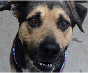 Mutt Dogs for adoption in Tulsa, OK, USA
