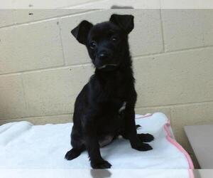Chihuahua-Unknown Mix Dogs for adoption in Downey, CA, USA