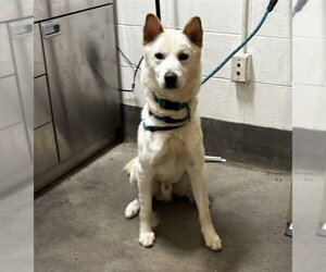 Siberian Husky Dogs for adoption in Forestville, MD, USA
