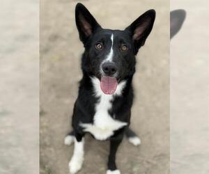 Border Collie Dogs for adoption in West Valley, UT, USA