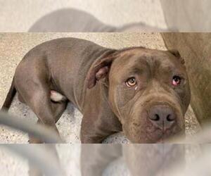 American Pit Bull Terrier Dogs for adoption in Lodi, CA, USA