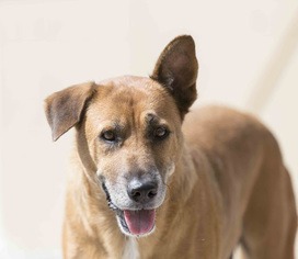 Mutt Dogs for adoption in Lithia, FL, USA