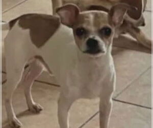 Jack Chi Dogs for adoption in Princeton, MN, USA