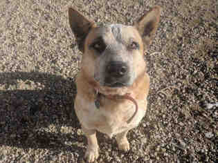 Australian Cattle Dog Dogs for adoption in Brighton, CO, USA