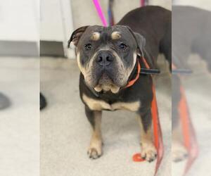 American Pit Bull Terrier Dogs for adoption in Riverside, CA, USA