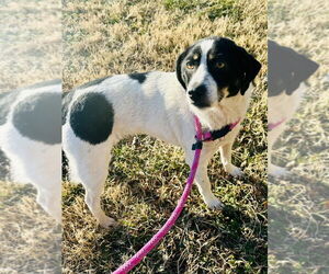 Mutt Dogs for adoption in Glen Allen, VA, USA