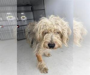 Maltese-Unknown Mix Dogs for adoption in Houston, TX, USA