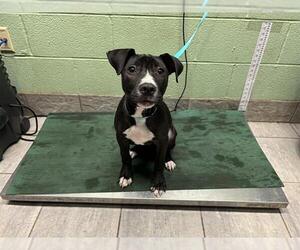 American Staffordshire Terrier-Unknown Mix Dogs for adoption in Grand Prairie, TX, USA