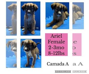 Australian Retriever Dogs for adoption in Virginia Beach, VA, USA