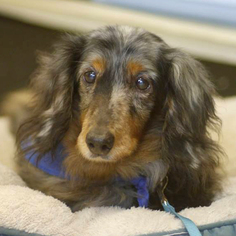Dachshund Dogs for adoption in Fairfax, VA, USA