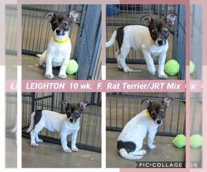 Jack-Rat Terrier Dogs for adoption in Mesa, AZ, USA