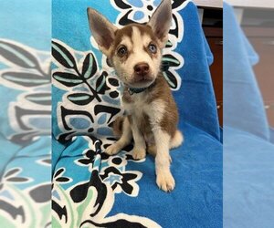 - Mix Dogs for adoption in San Antonio, TX, USA
