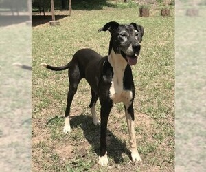 Great Dane Dogs for adoption in Greenville, SC, USA