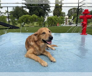 Golden Retriever Dogs for adoption in Bonita Springs, FL, USA