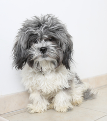 Shih Tzu Dogs for adoption in Eden Prairie, MN, USA