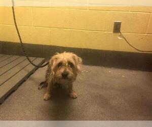 Silky Terrier Dogs for adoption in Forestville, MD, USA