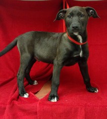 Shepradors Dogs for adoption in Redding, CA, USA