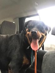 Medium Photo #1 Rottweiler Puppy For Sale in Lancaster, PA, USA