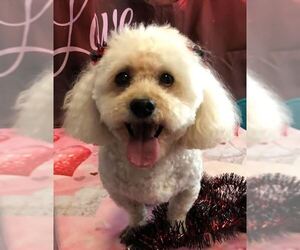 Poodle (Toy) Dogs for adoption in Williamsburg, IA, USA