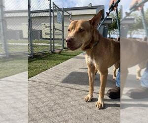 Medium Photo #1 American Pit Bull Terrier-Unknown Mix Puppy For Sale in Corpus Christi, TX, USA