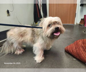 Shih Tzu Dogs for adoption in Santa Cruz, CA, USA