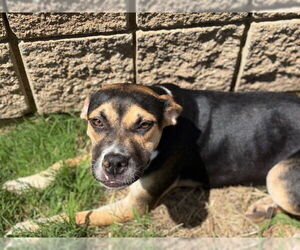 American Pit Bull Terrier-Unknown Mix Dogs for adoption in Tulsa, OK, USA