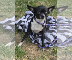 Chihuahua Dogs for adoption in Lexington Park, MD, USA