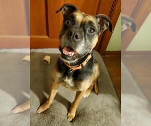 Boxer-German Shepherd Dog Mix Dogs for adoption in Interlochen, MI, USA
