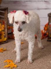 Poochon Dogs for adoption in phoenix, AZ, USA