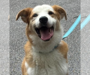 Australian Shepherd-Unknown Mix Dogs for adoption in Decatur, GA, USA