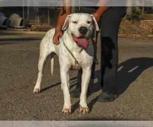 Dogo Argentino Dogs for adoption in Ojai, CA, USA