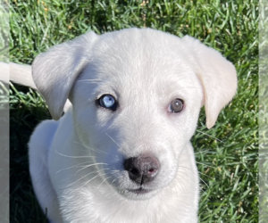 Huskies -Labrador Retriever Mix Dogs for adoption in San Ramon, CA, USA