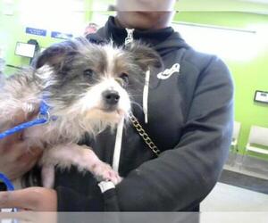 Cairn Terrier Dogs for adoption in Louisville, KY, USA