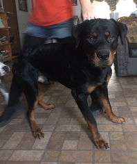Rottweiler Dogs for adoption in Pipe Creek, TX, USA