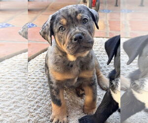 Bulldog-Labrador Retriever Mix Dogs for adoption in Lake Elsinore, CA, USA