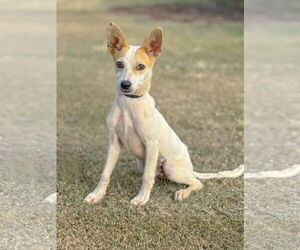 Jack Russell Terrier-Unknown Mix Dogs for adoption in PIPE CREEK, TX, USA