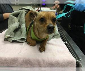 Chihuahua Dogs for adoption in Riverside, CA, USA