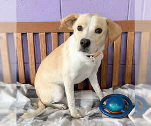 Labbe Dogs for adoption in Genesee, WI, USA