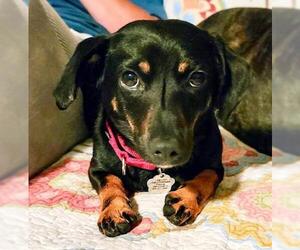 Chiweenie Dogs for adoption in Rockville, MD, USA