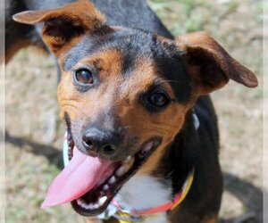 American Rat Pinscher Dogs for adoption in Wetumpka, AL, USA