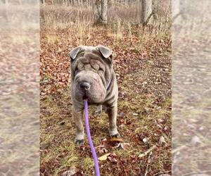 Chinese Shar-Pei Dogs for adoption in Columbus, IN, USA
