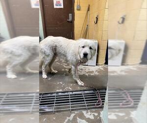 Great Pyrenees Dogs for adoption in Stockton, CA, USA