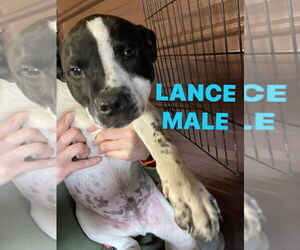 American Pit Bull Terrier-Unknown Mix Dogs for adoption in Benton, PA, USA