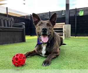 Holland Shepherd-Unknown Mix Dogs for adoption in Orange, CA, USA