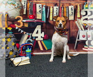 Beagle-Unknown Mix Dogs for adoption in Sanford, FL, USA