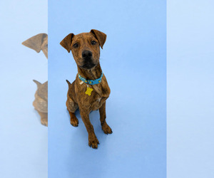 Plott Hound-Unknown Mix Dogs for adoption in Sandy, UT, USA