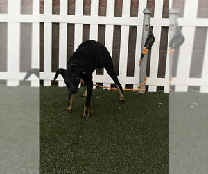 American Foxhound-Unknown Mix Dogs for adoption in Modesto, CA, USA