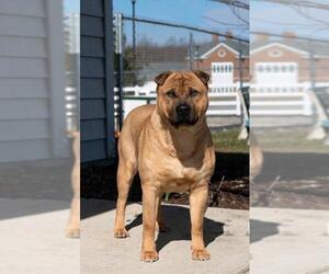 Chinese Shar-Pei Dogs for adoption in Newport, KY, USA