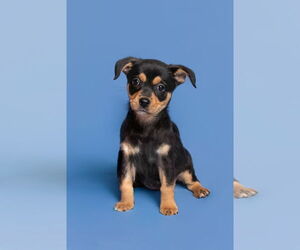 Chihuahua-Unknown Mix Dogs for adoption in McKinney, TX, USA