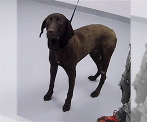 Labrador Retriever Dogs for adoption in St. Cloud, FL, USA